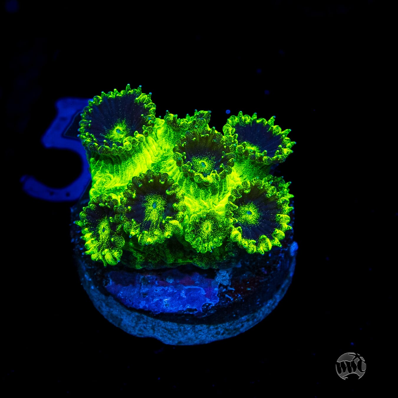 WWC Mint Chip Plesiastrea