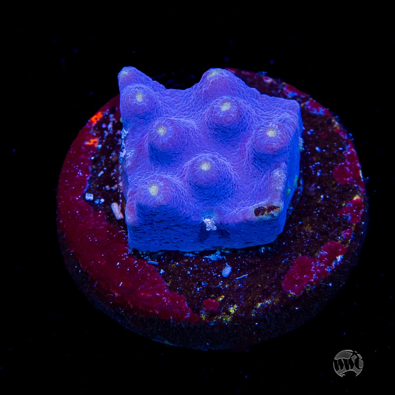 WWC Lakerz Turbinaria