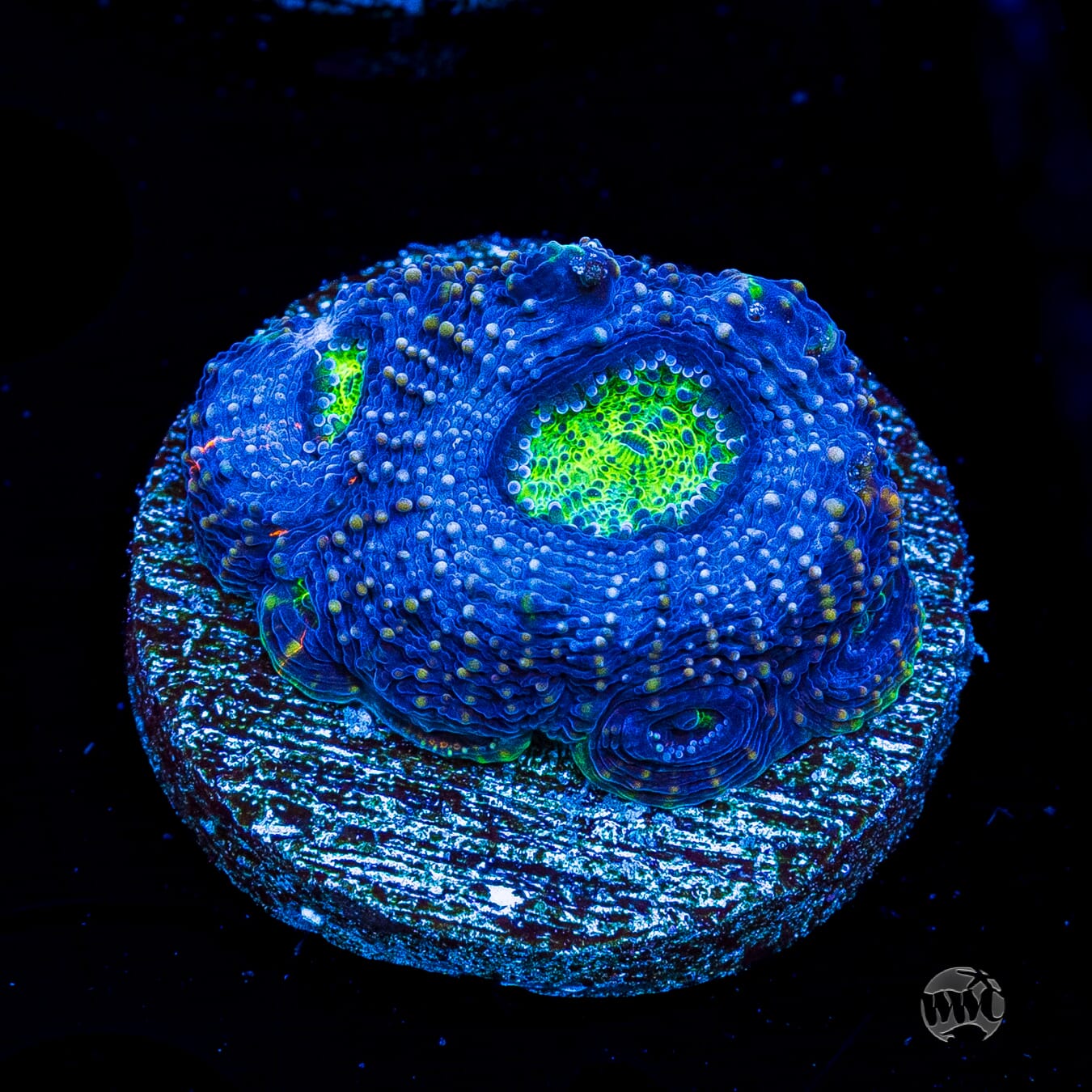 WWC Blueberry Haze Echinata
