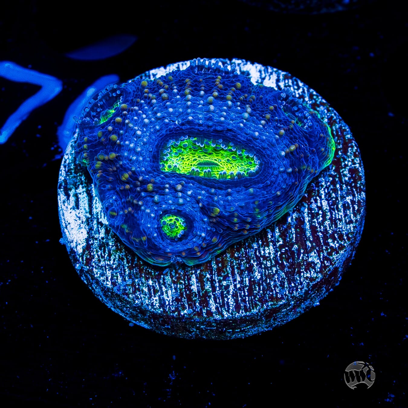 WWC Blueberry Haze Echinata