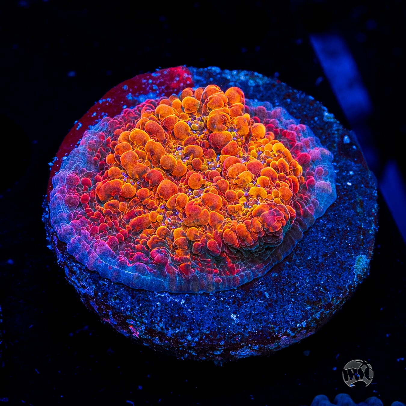 WWC Seared Stellaria Chalice