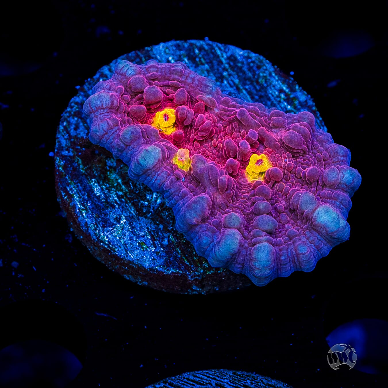 WWC Goldeneye Chalice