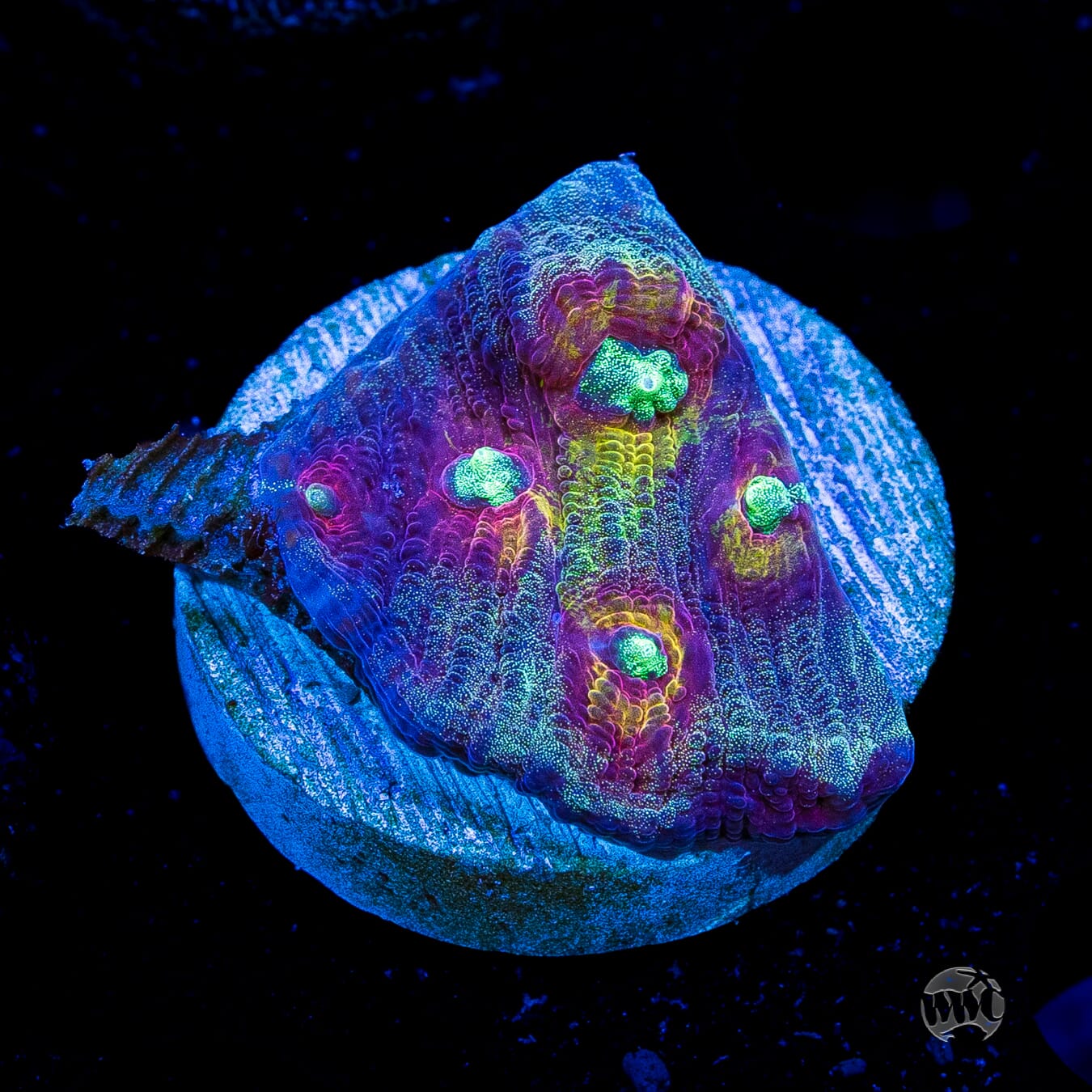 Mysterioso Mycedium Chalice