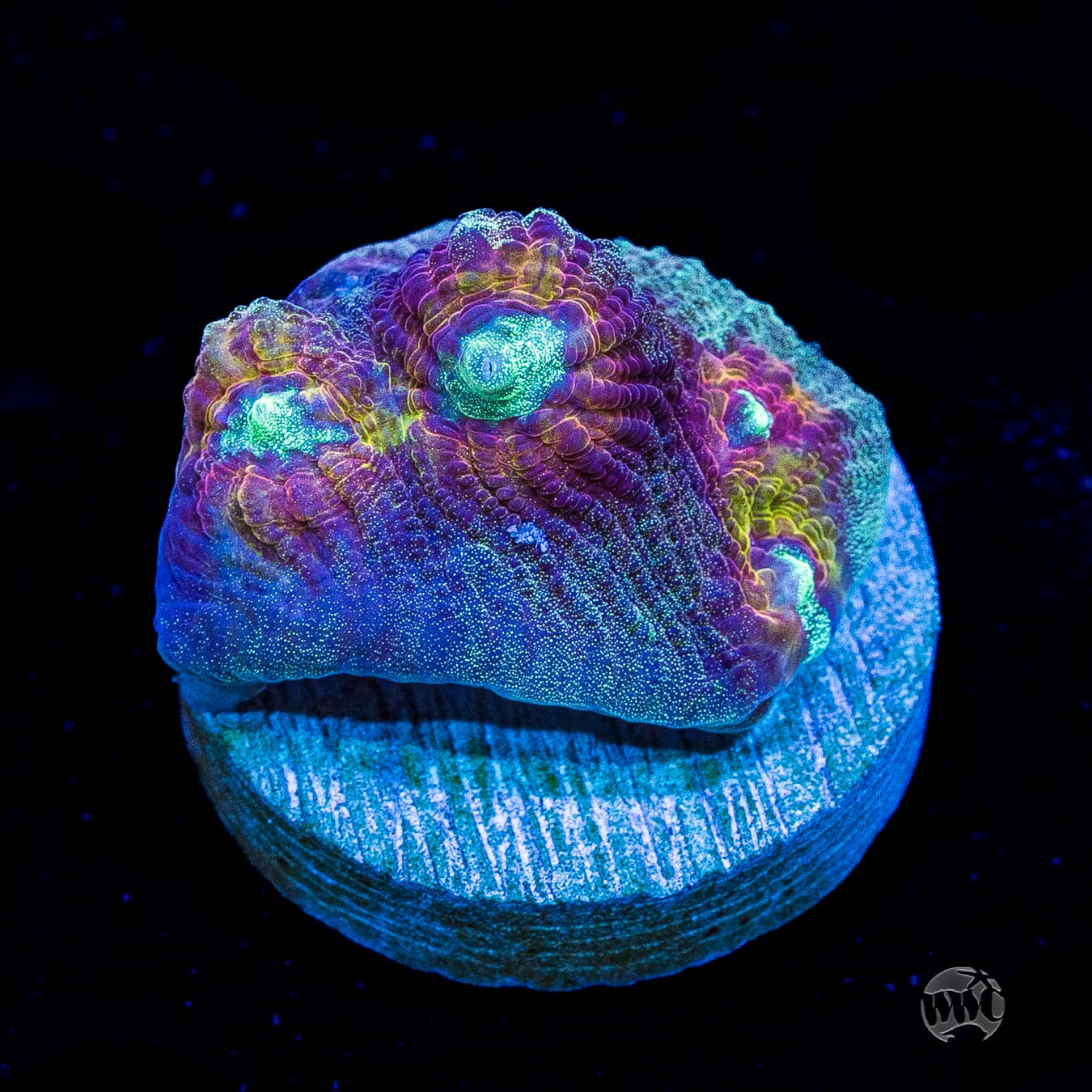 Mysterioso Mycedium Chalice