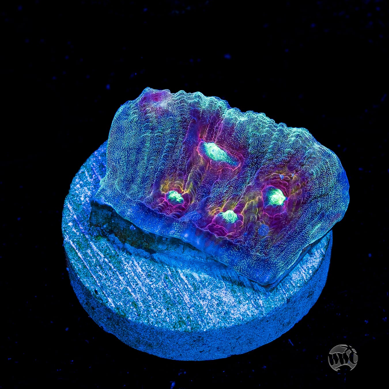 Mysterioso Mycedium Chalice