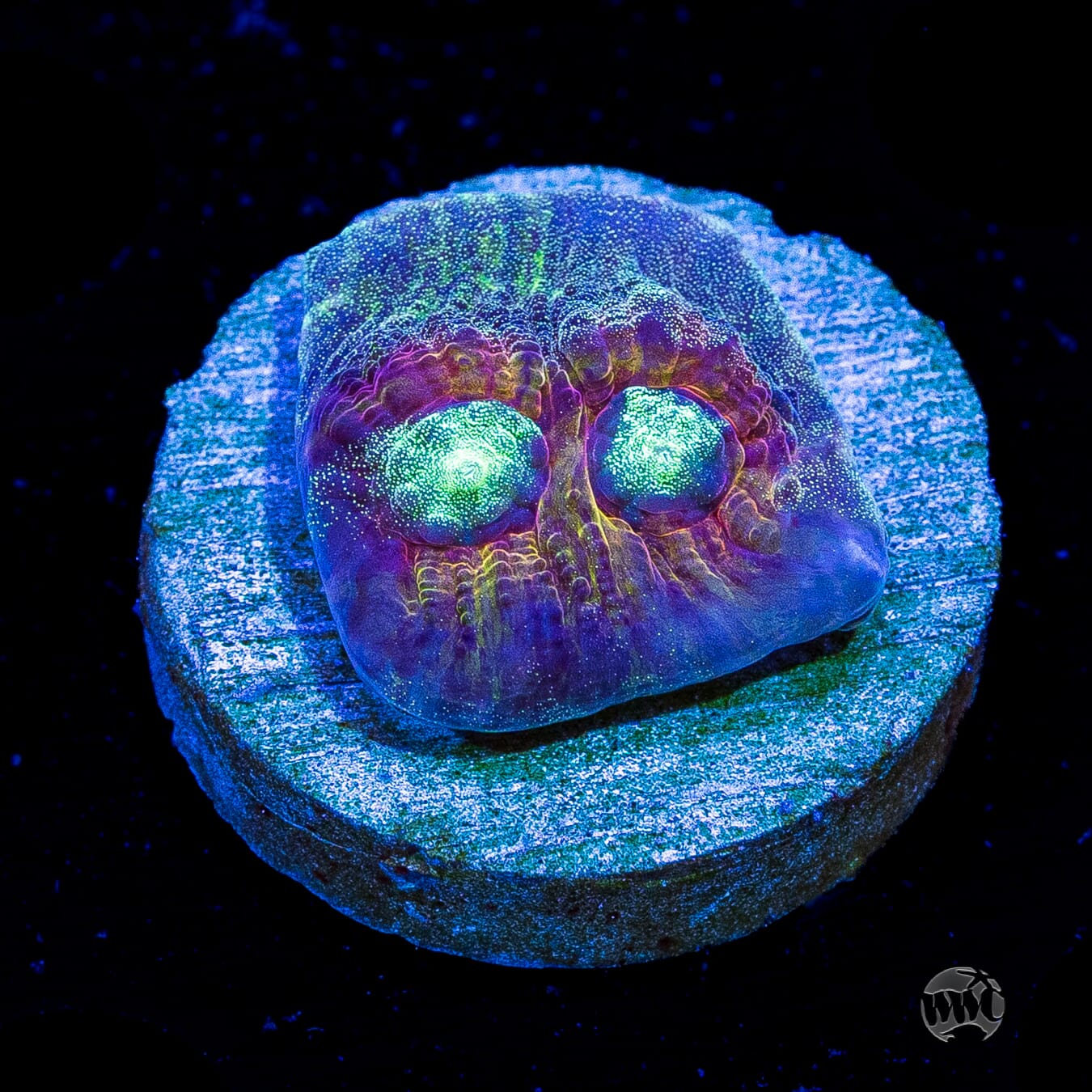 Mysterioso Mycedium Chalice