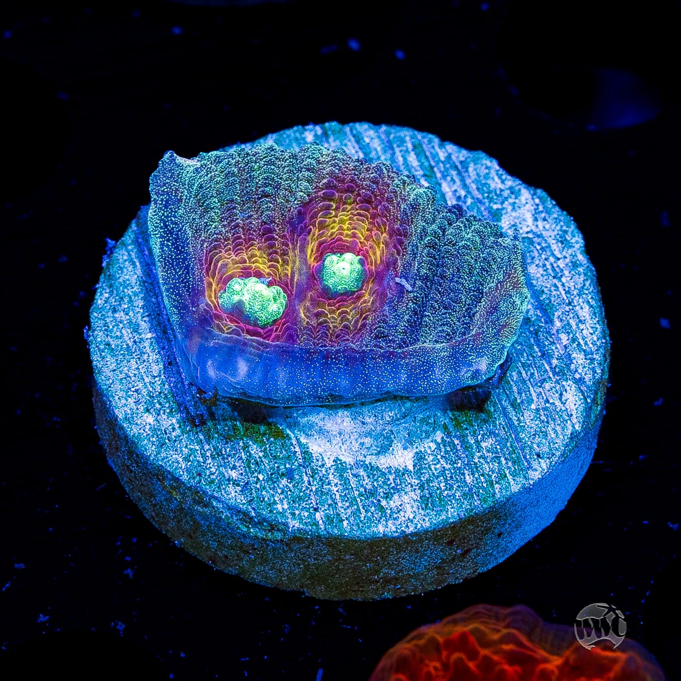 Mysterioso Mycedium Chalice