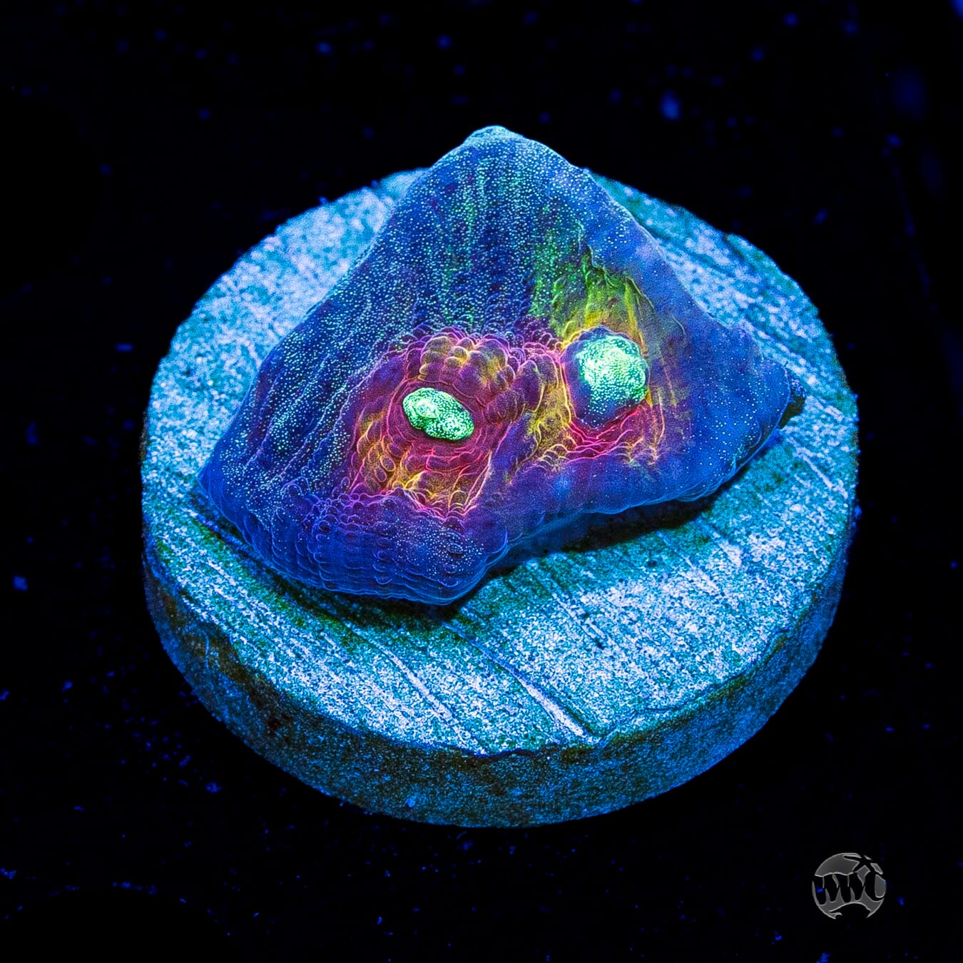 Mysterioso Mycedium Chalice