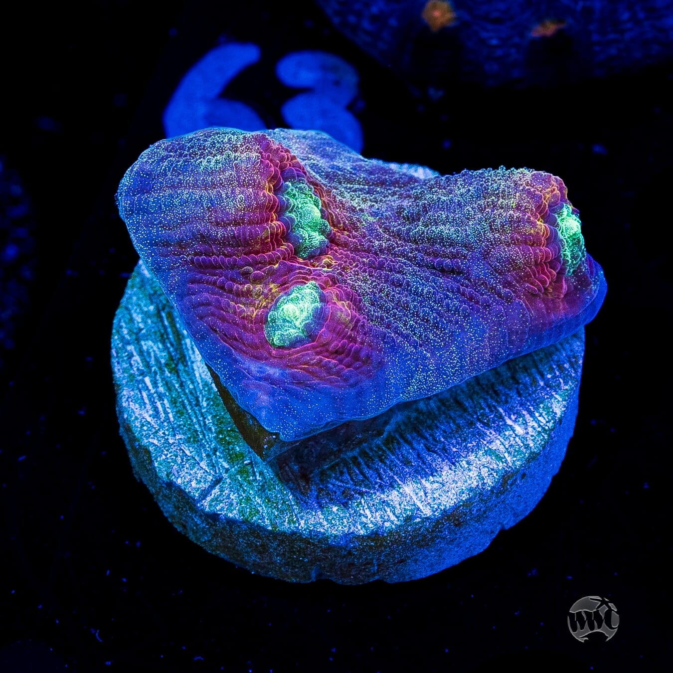 Mysterioso Mycedium Chalice
