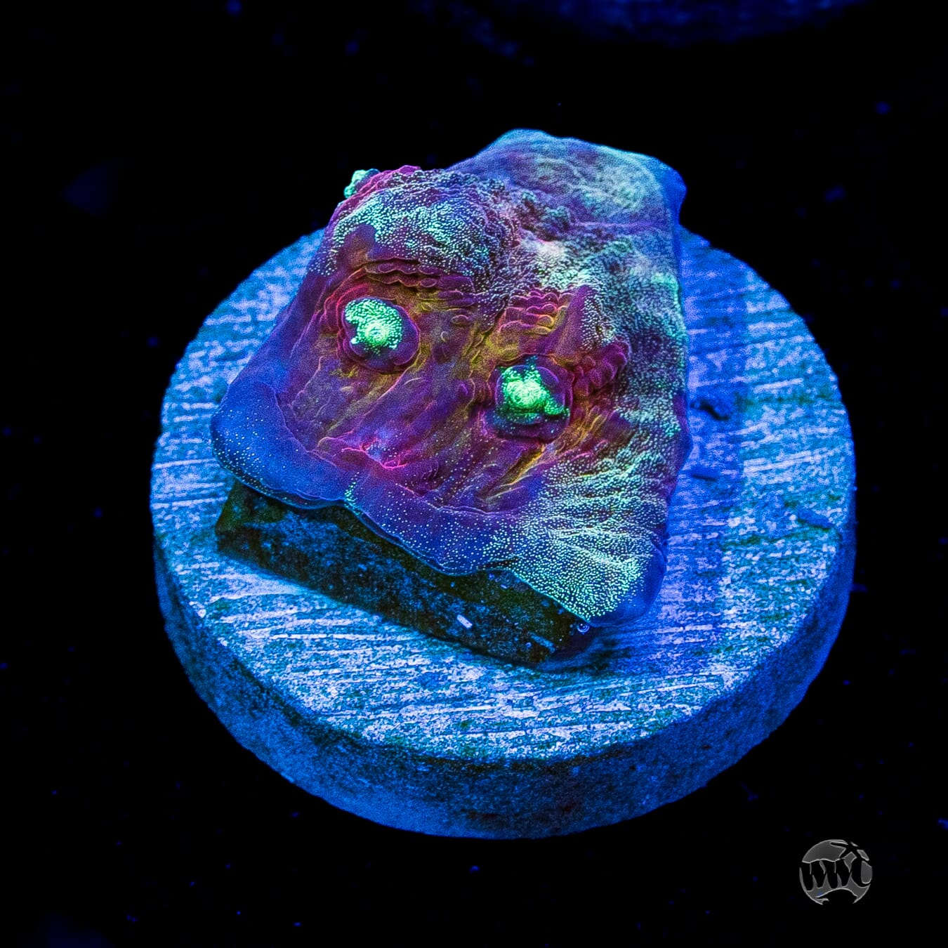 Mysterioso Mycedium Chalice