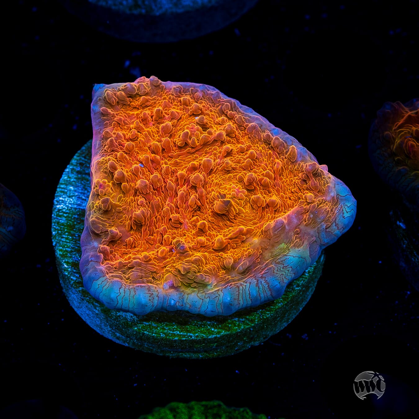 WWC Orenji Chalice