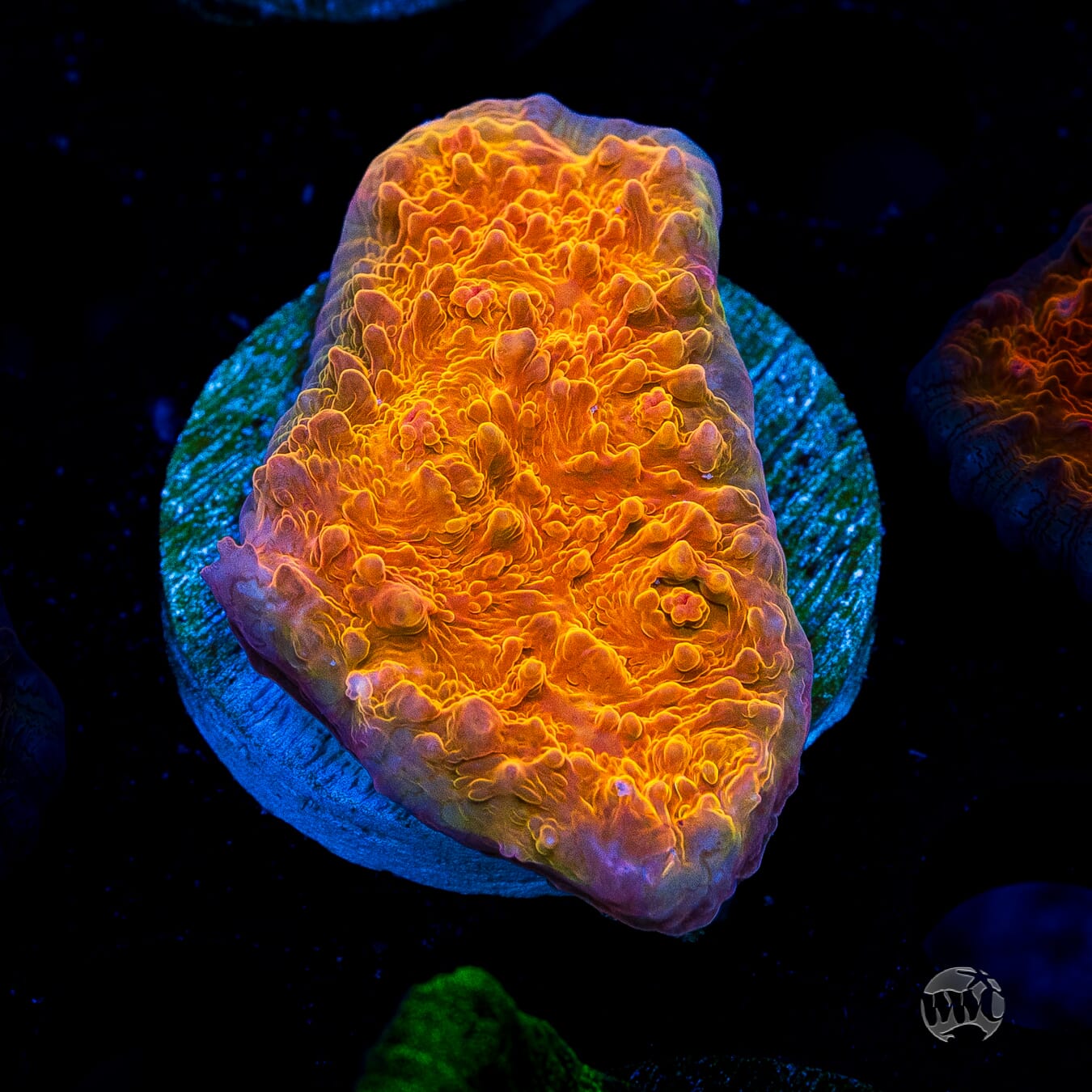WWC Orenji Chalice