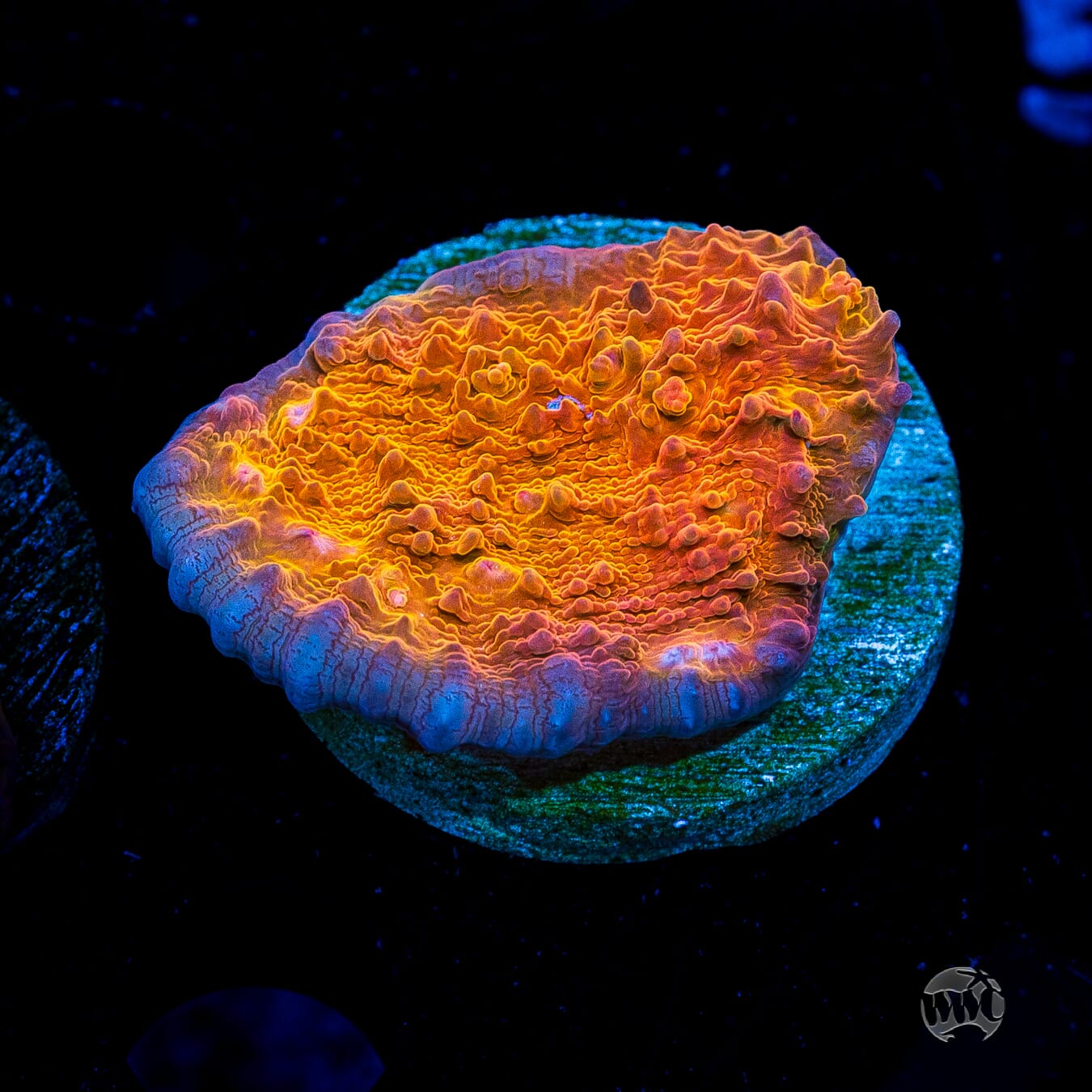 WWC Orenji Chalice