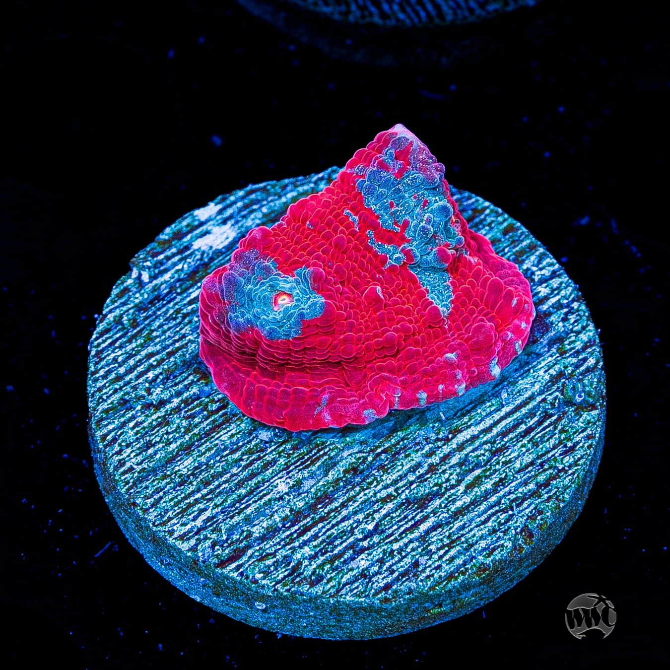 WWC Frosted Fire Chalice