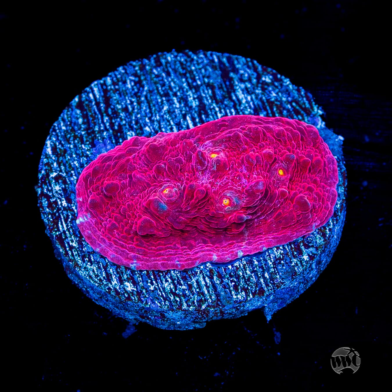 WWC Frosted Fire Chalice