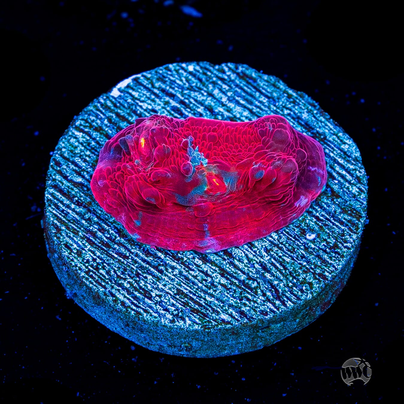 WWC Frosted Fire Chalice