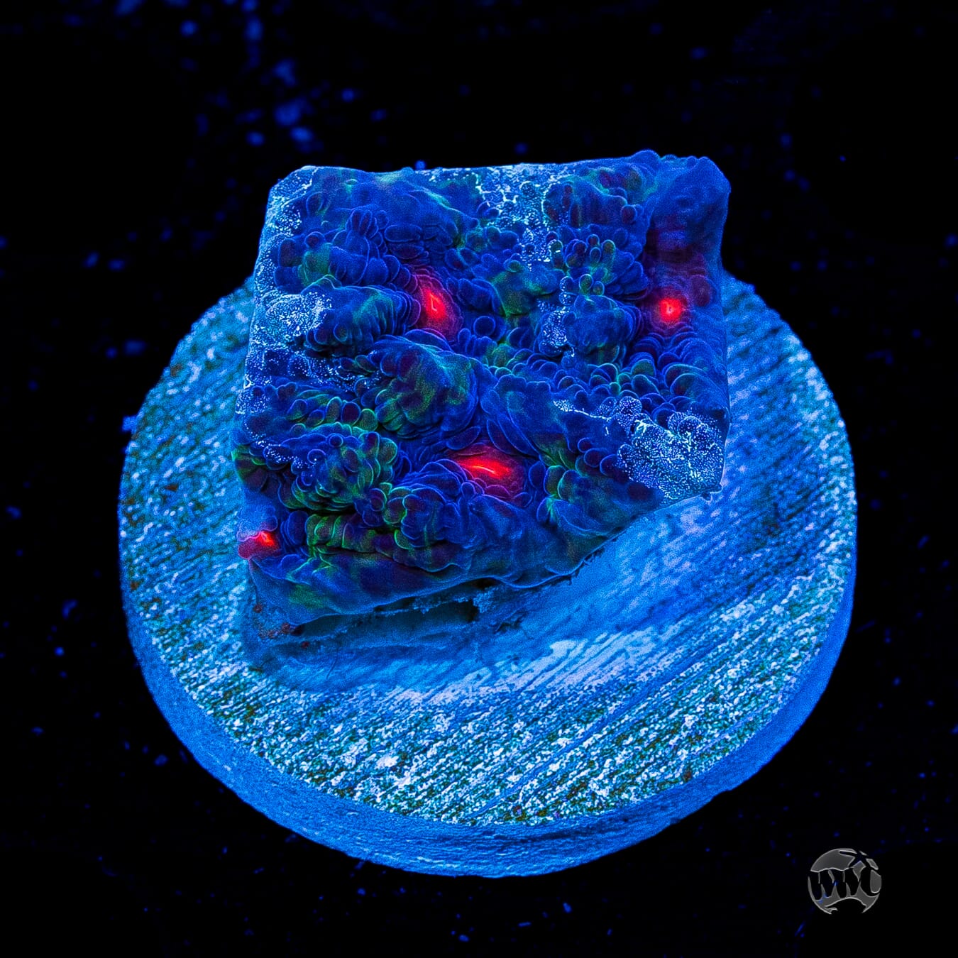 WWC Avatar Chalice