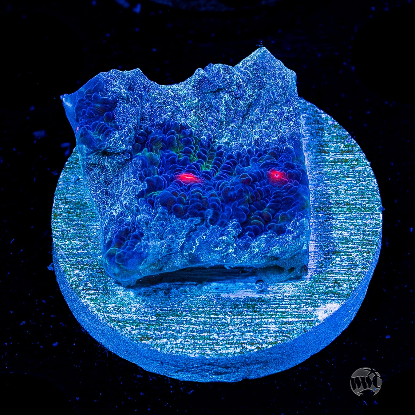 WWC Avatar Chalice