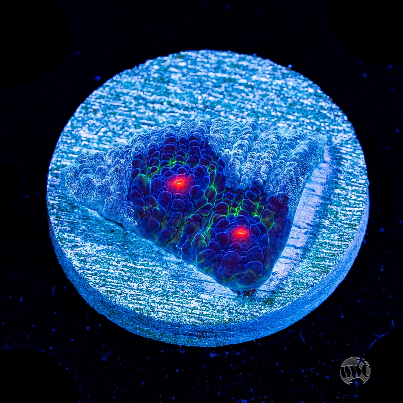 WWC Avatar Chalice