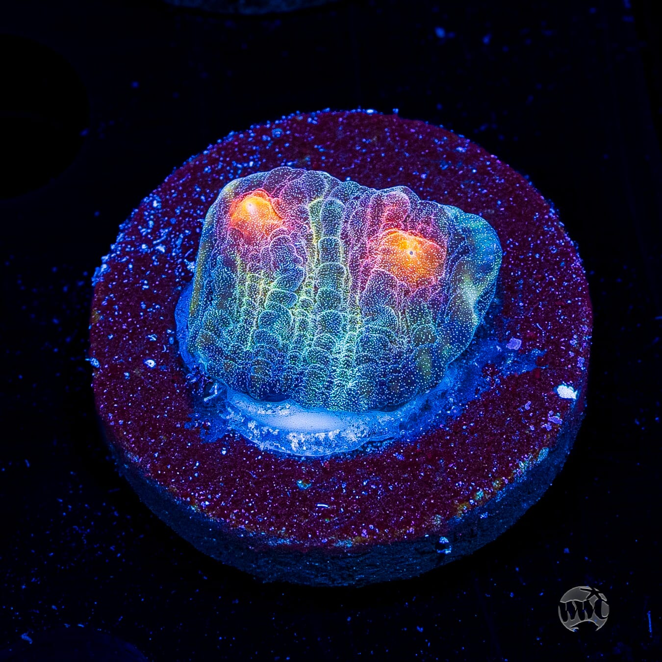 Treasure Island Mycedium Chalice