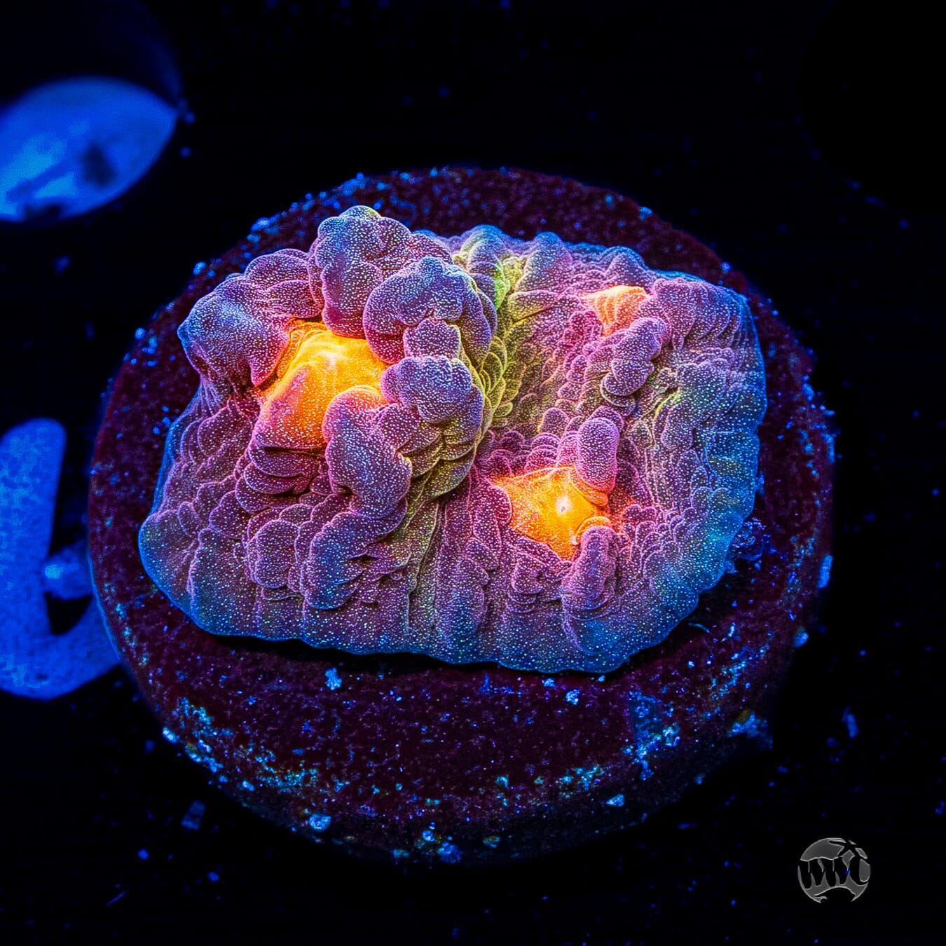 Treasure Island Mycedium Chalice