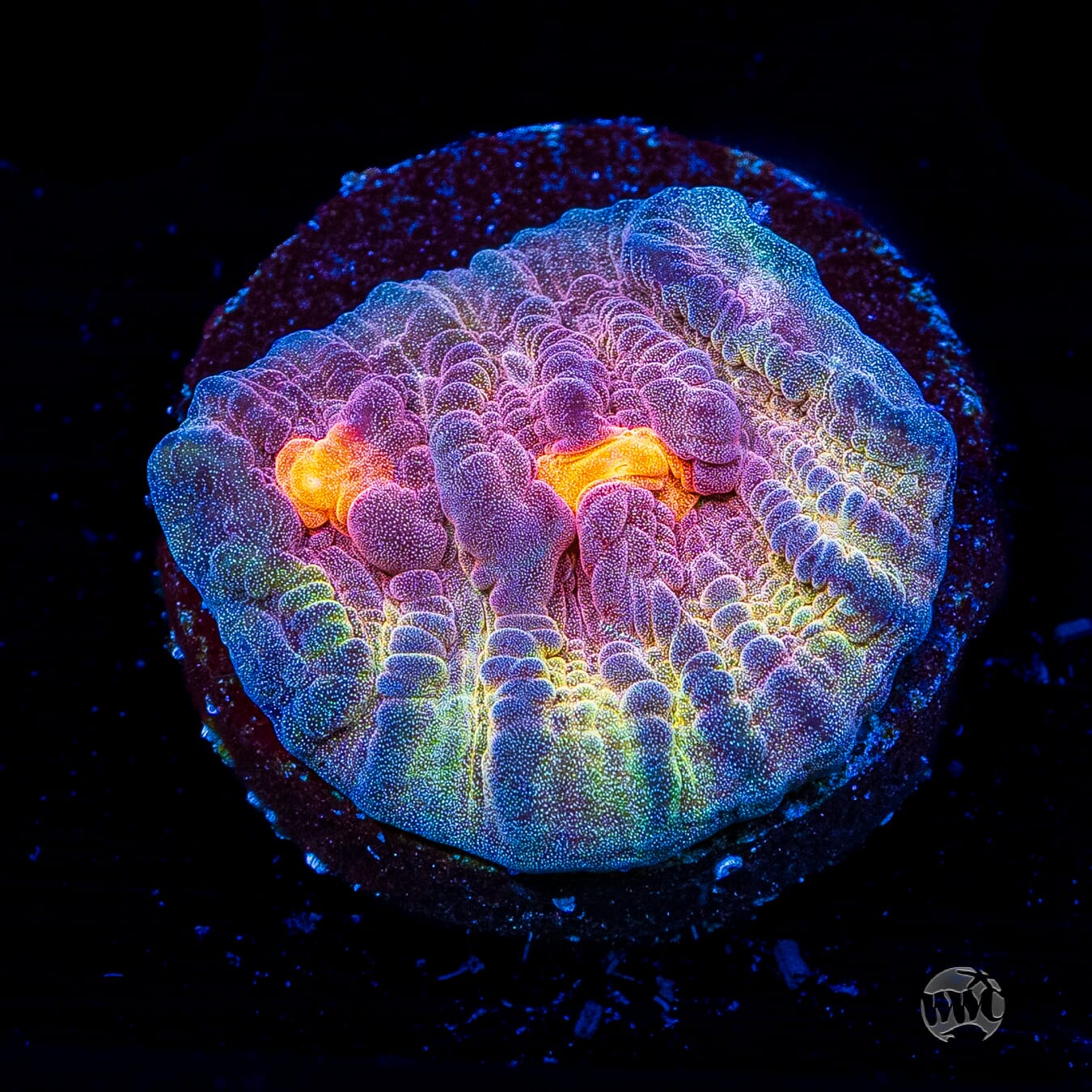 Treasure Island Mycedium Chalice