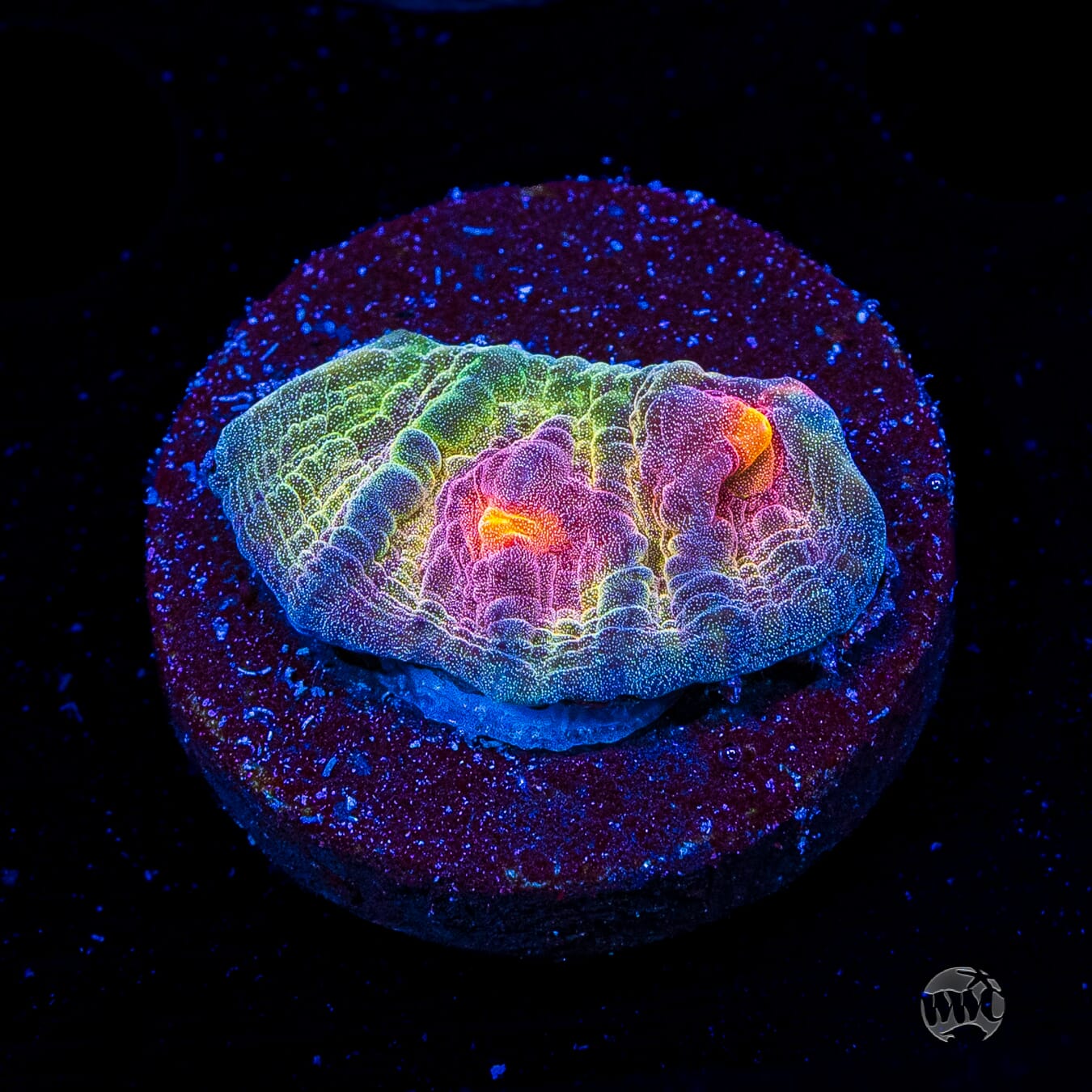 Treasure Island Mycedium Chalice