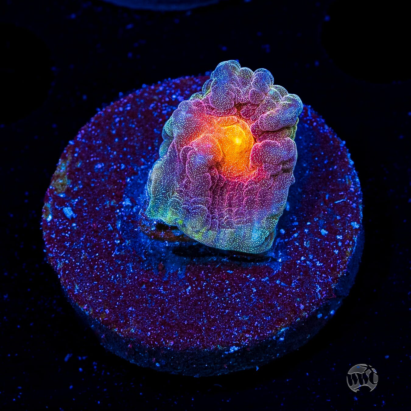 Treasure Island Mycedium Chalice