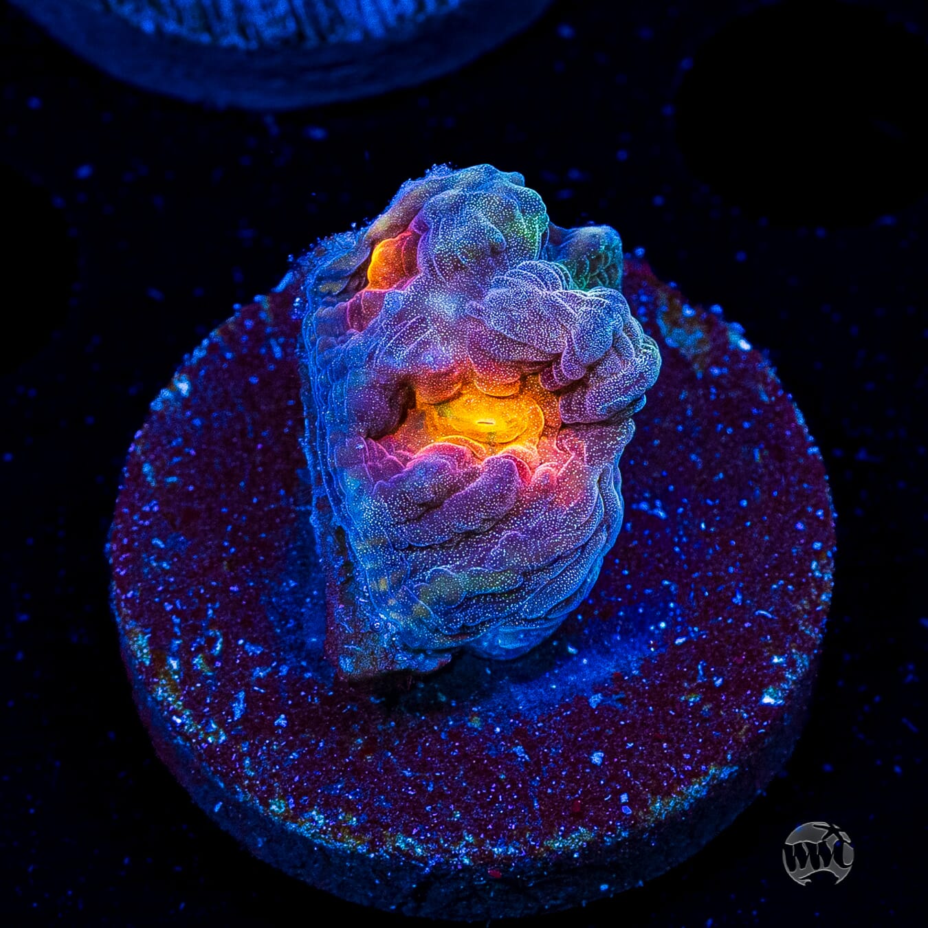 Treasure Island Mycedium Chalice