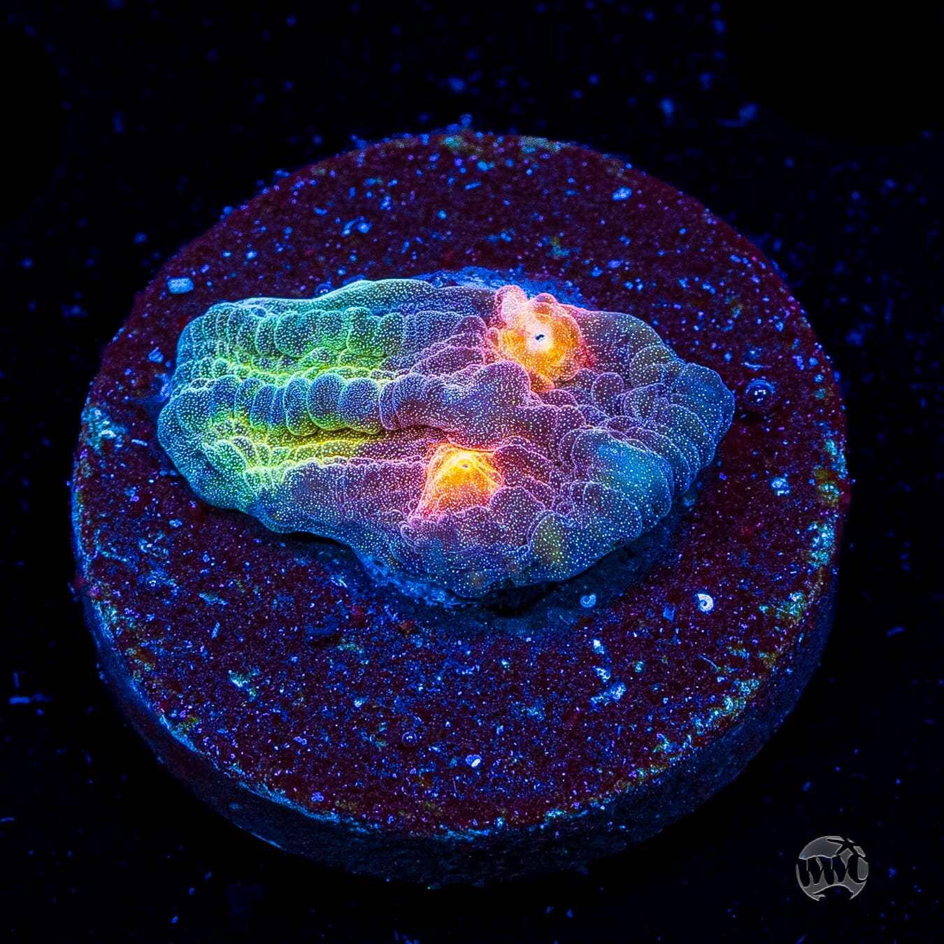 Treasure Island Mycedium Chalice