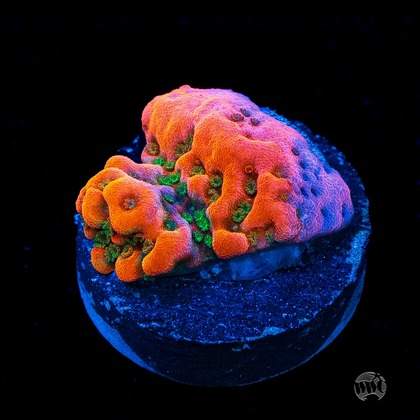 WWC Cherry Tree Montipora