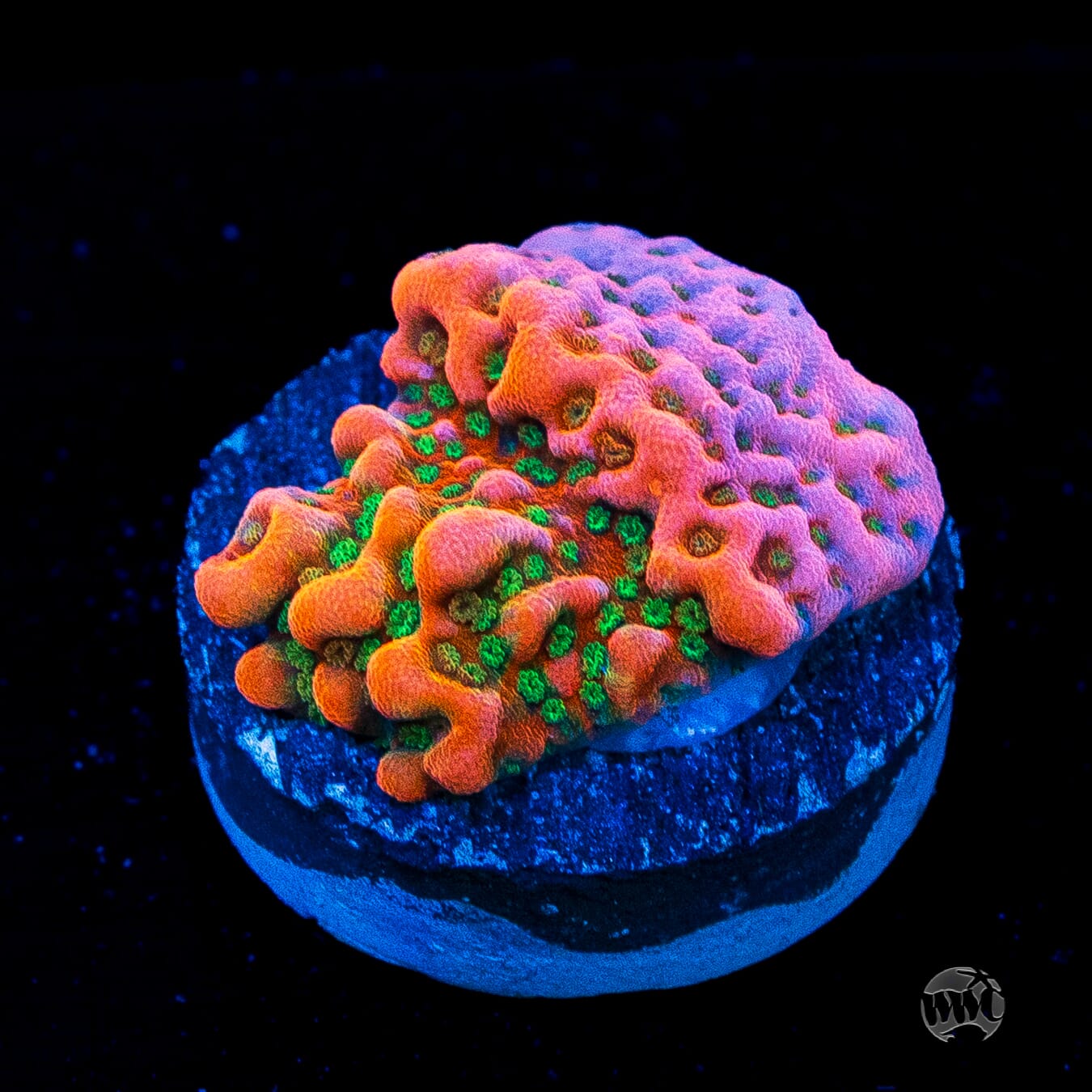 WWC Cherry Tree Montipora