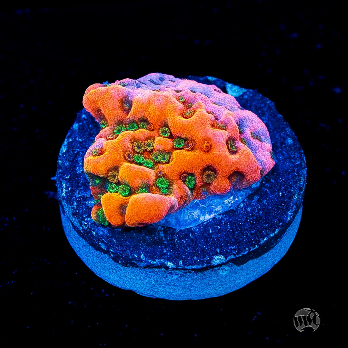 WWC Cherry Tree Montipora