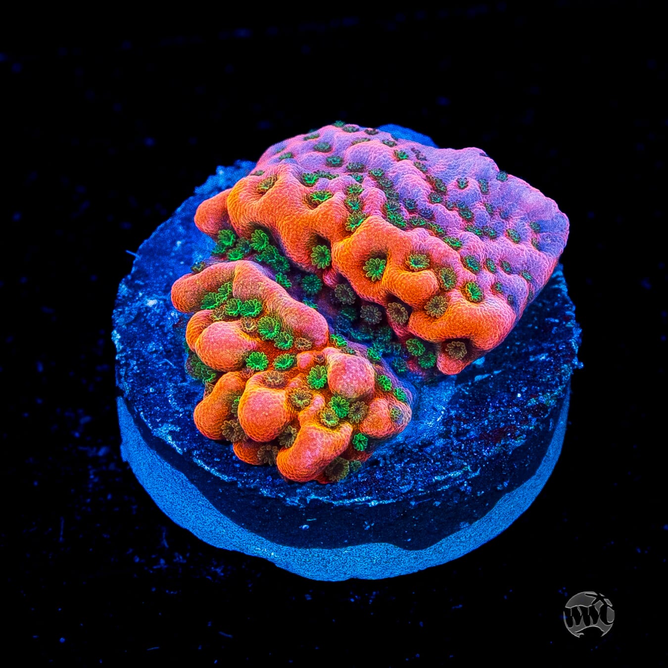 WWC Cherry Tree Montipora