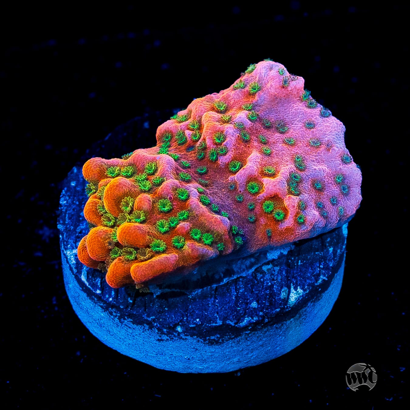 WWC Cherry Tree Montipora