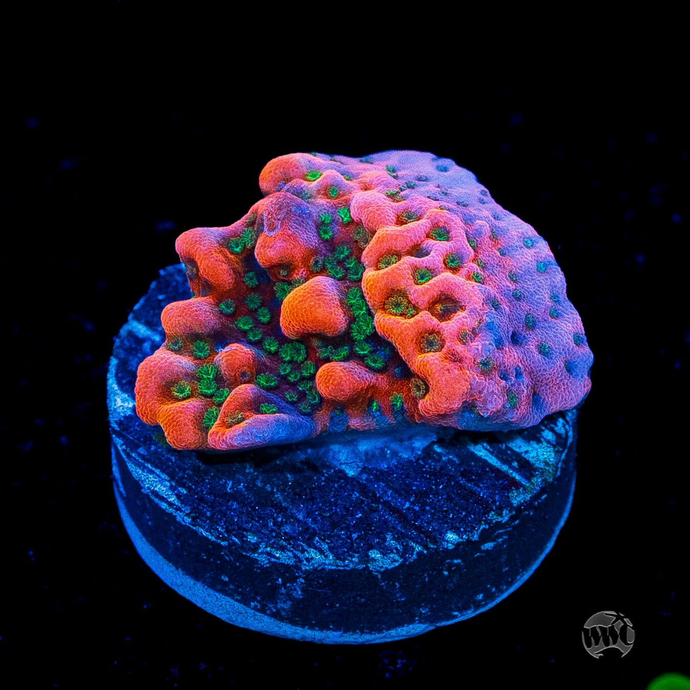 WWC Cherry Tree Montipora
