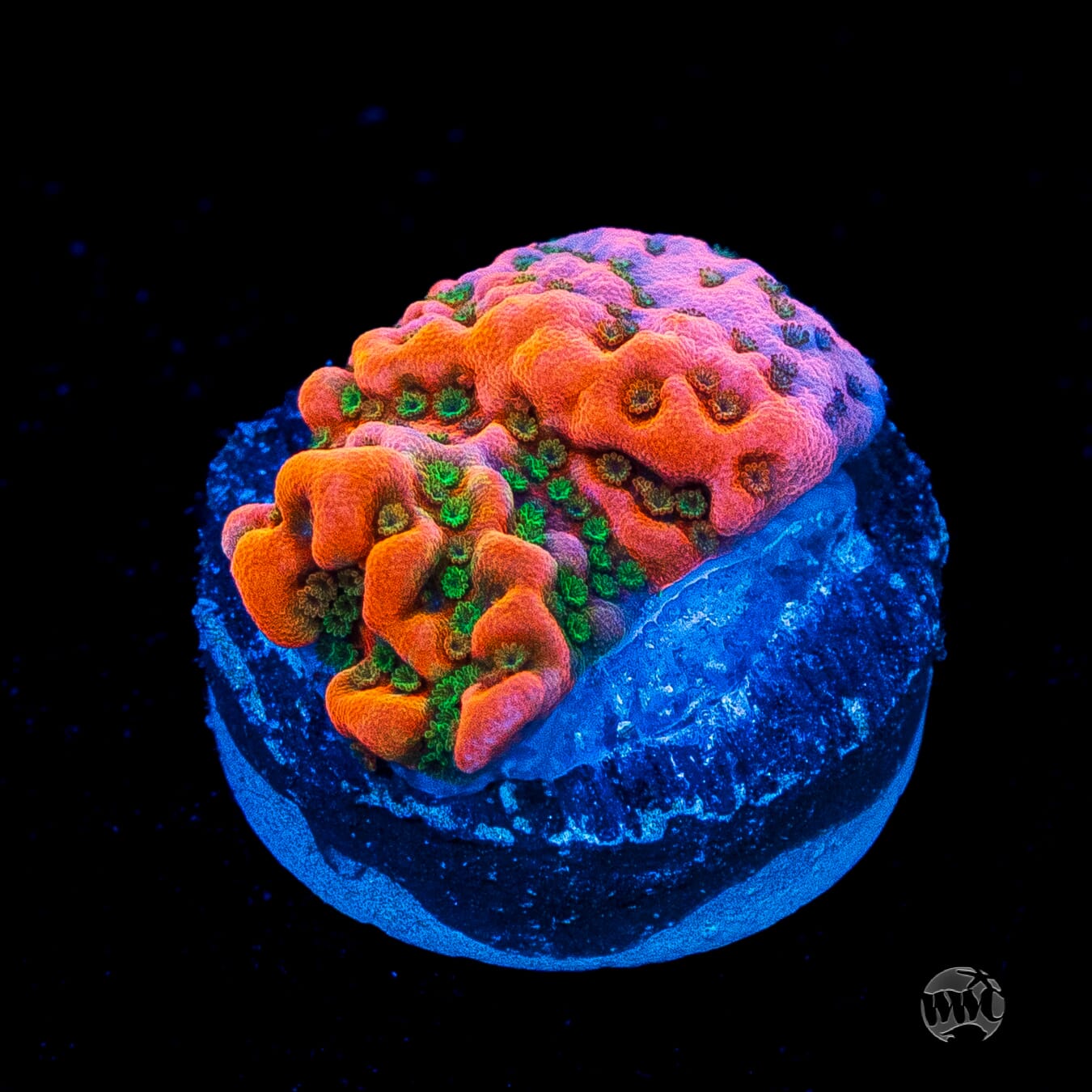 WWC Cherry Tree Montipora