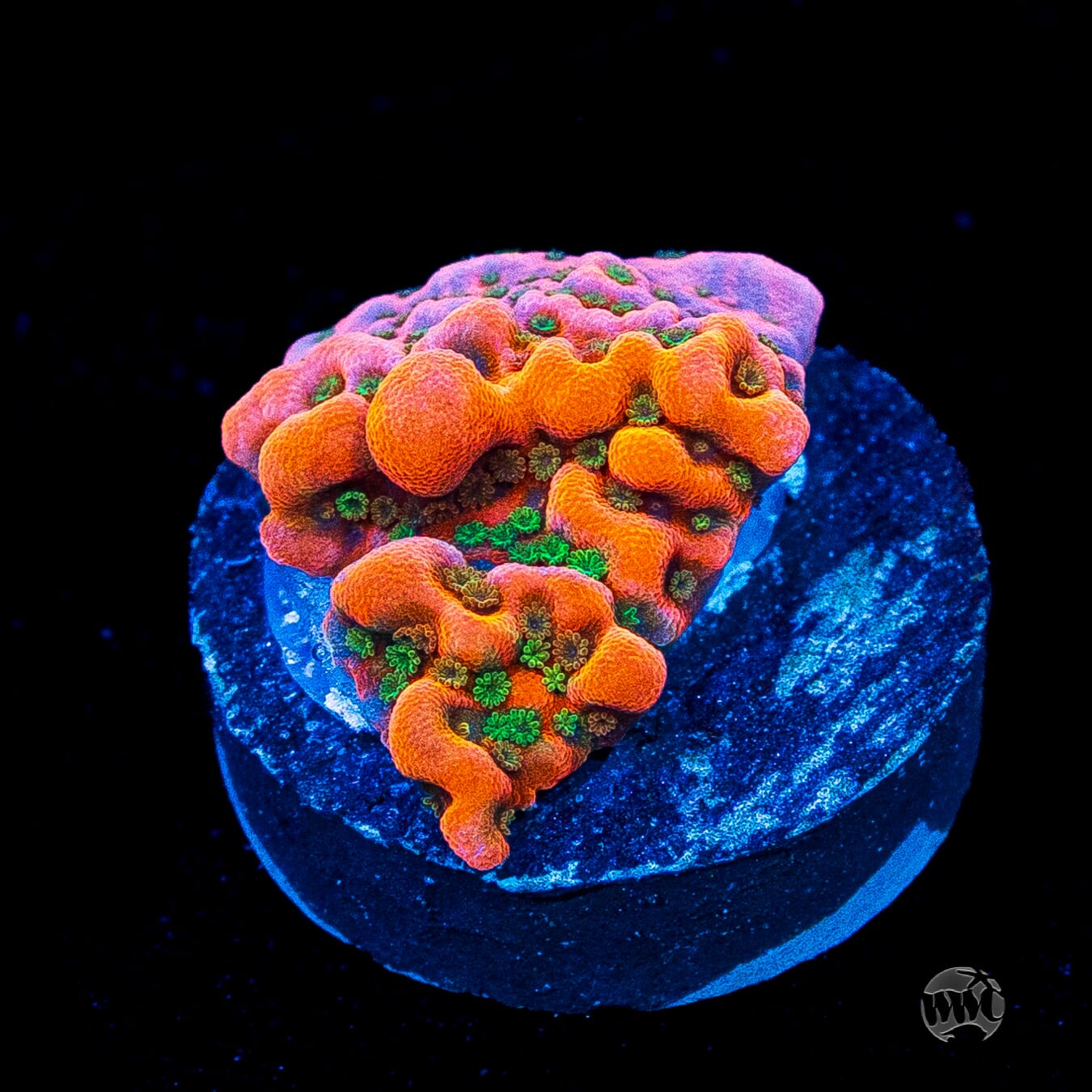 WWC Cherry Tree Montipora