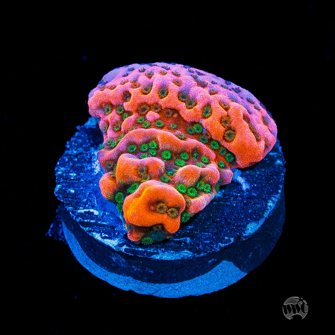 WWC Cherry Tree Montipora