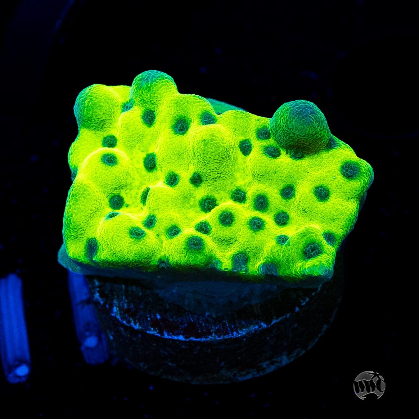 WWC Lucky Charmz Montipora