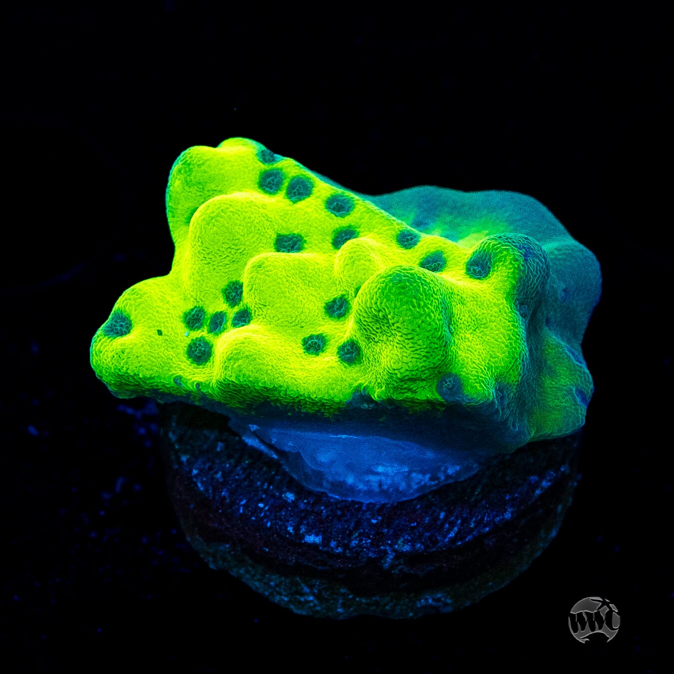 WWC Lucky Charmz Montipora