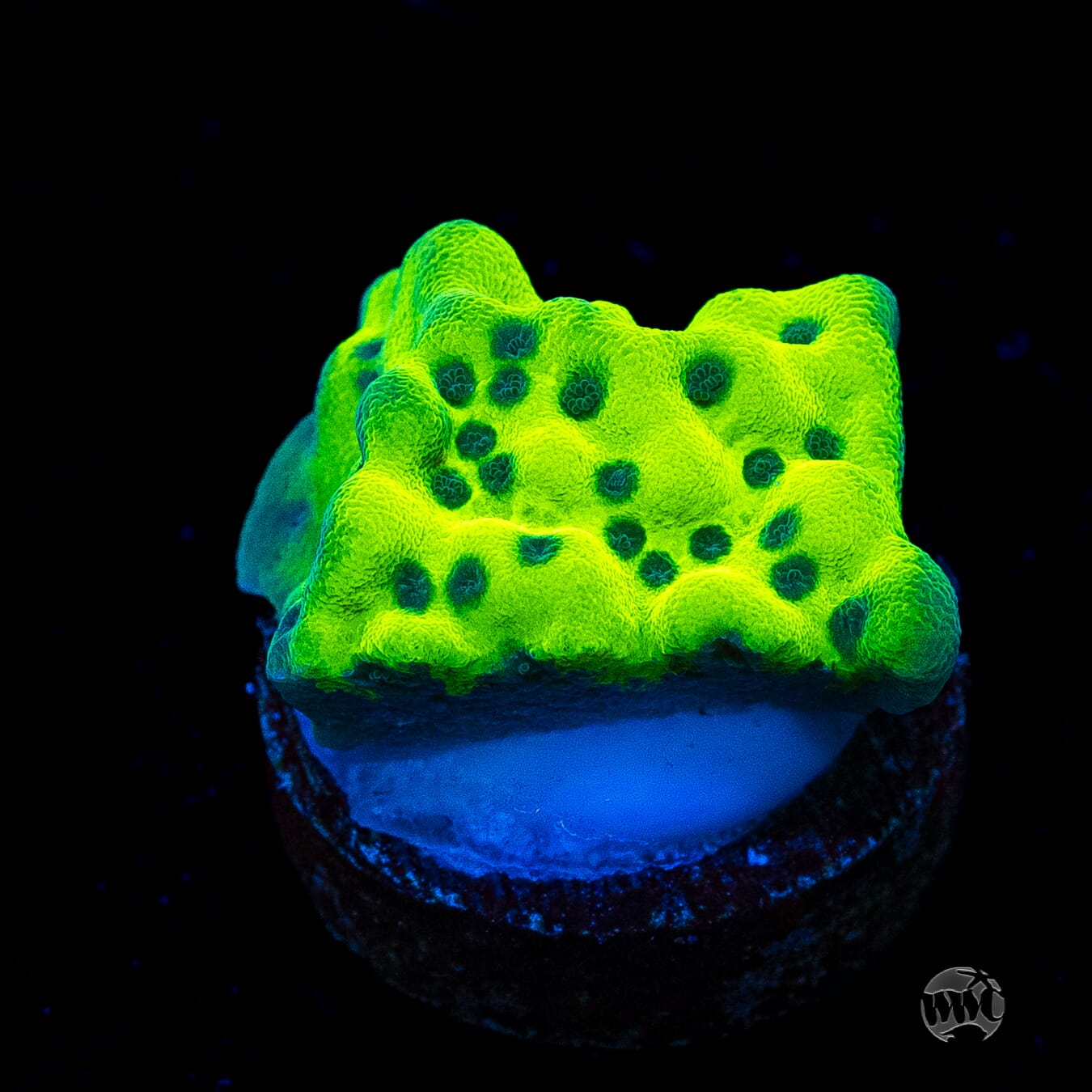 WWC Lucky Charmz Montipora
