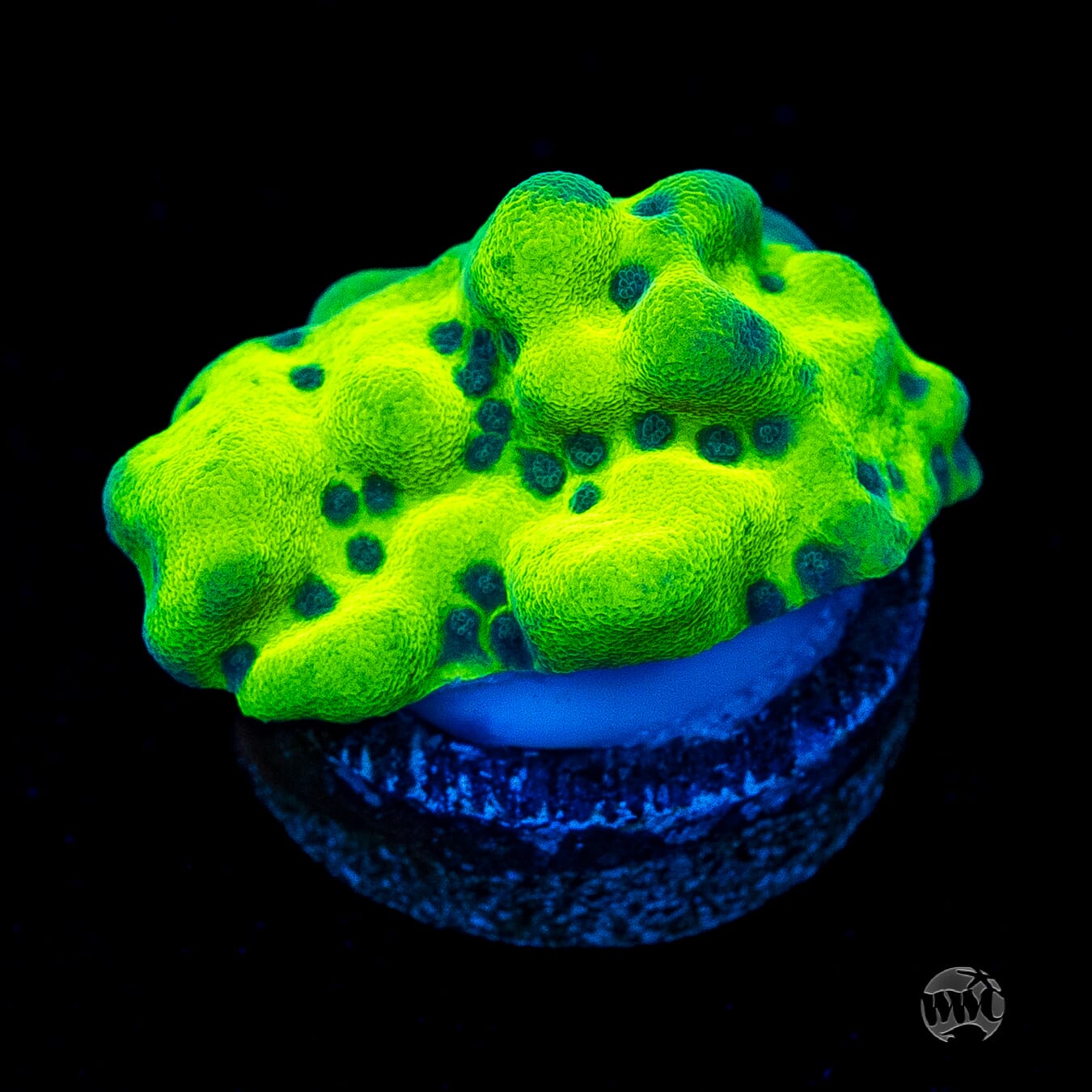 WWC Lucky Charmz Montipora