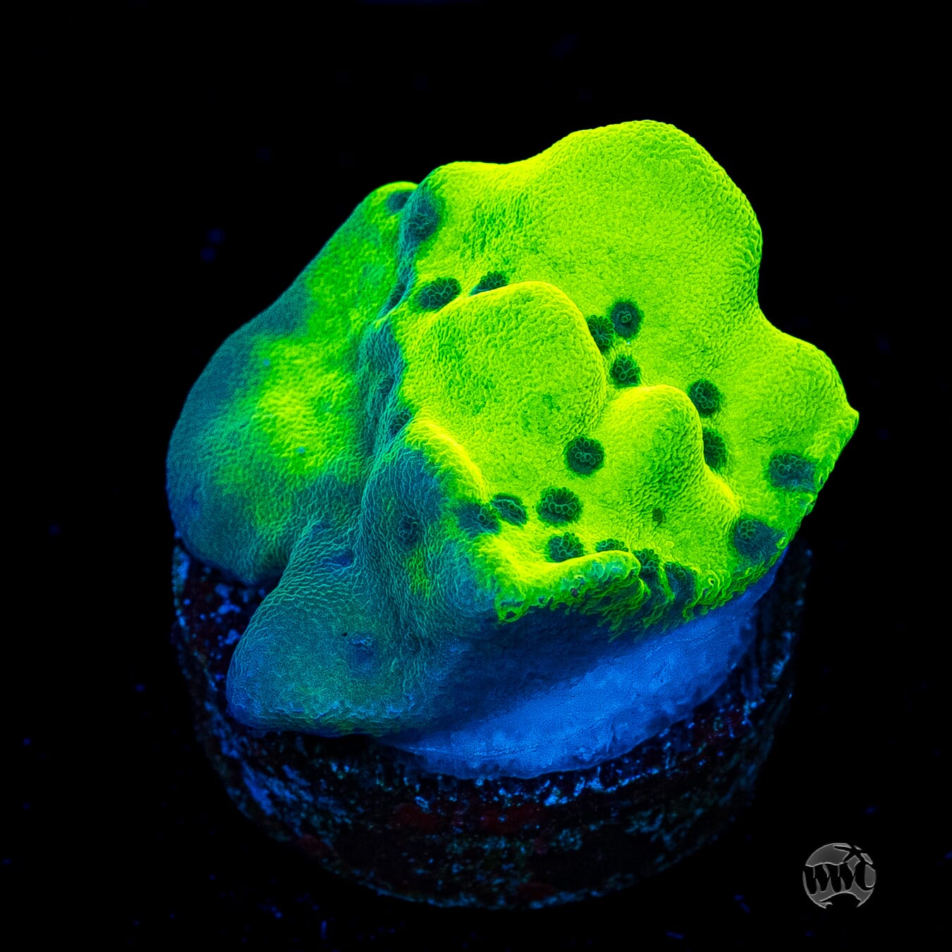 WWC Lucky Charmz Montipora
