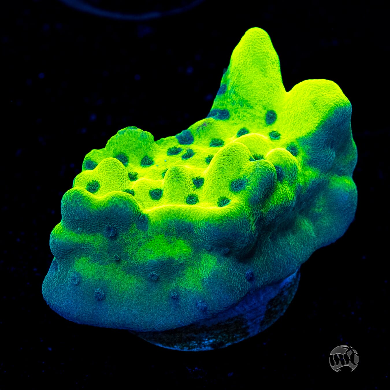 WWC Lucky Charmz Montipora
