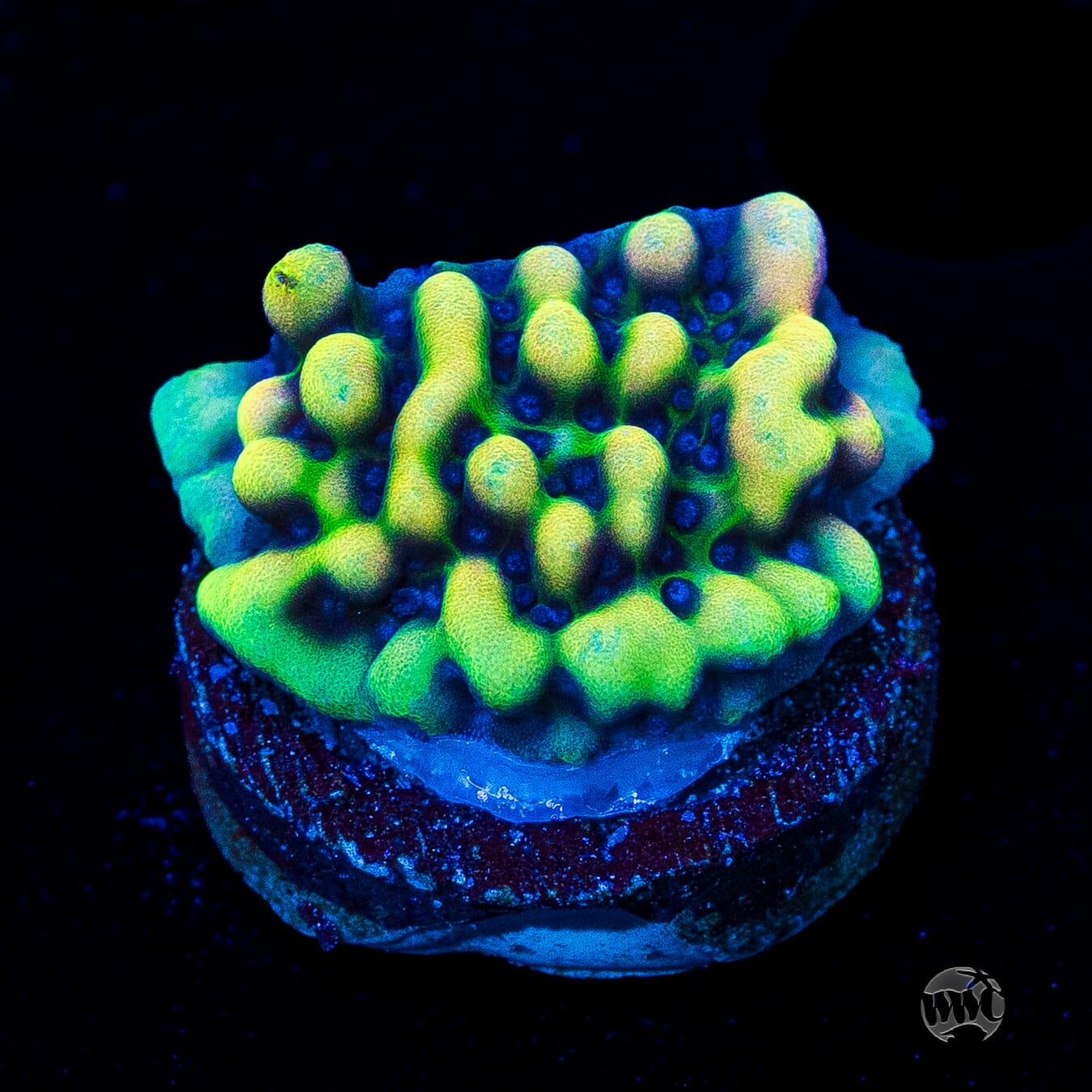 WWC Dark Portal Montipora