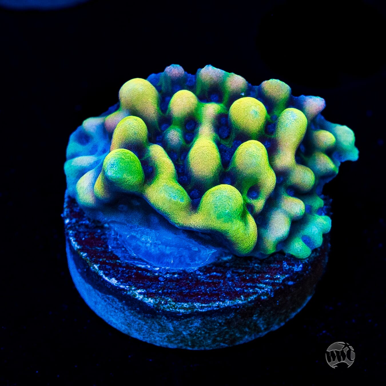 WWC Dark Portal Montipora