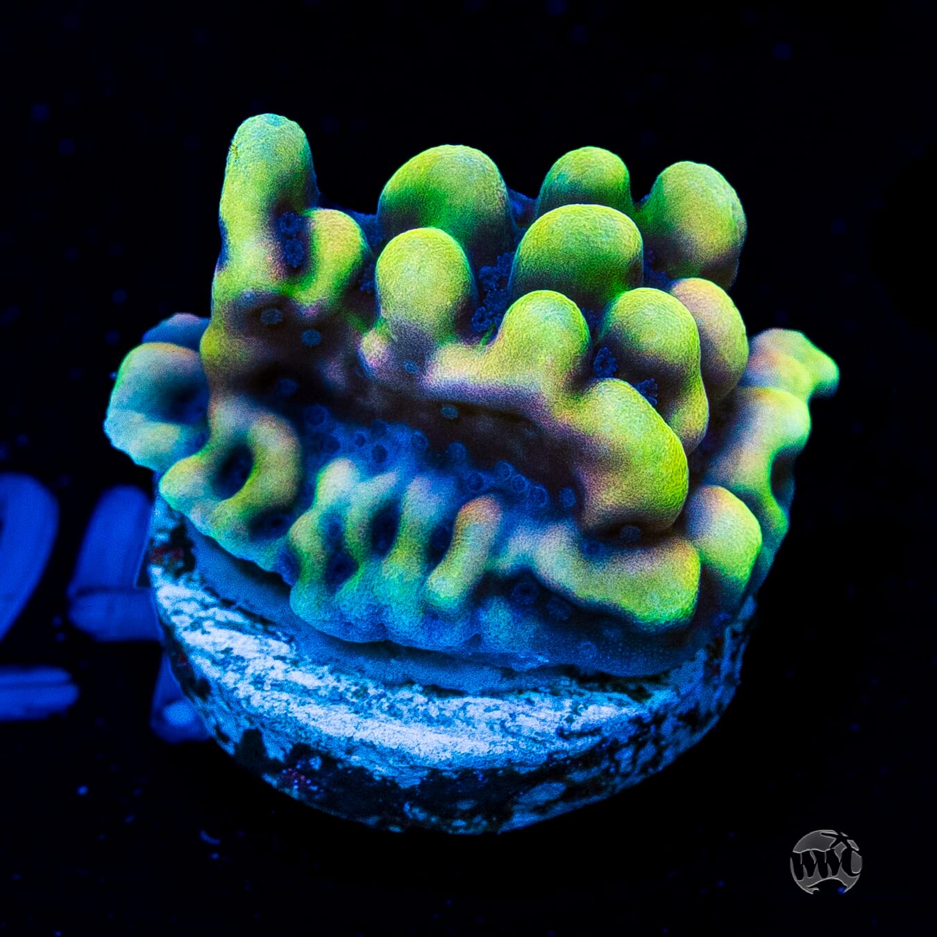 WWC Dark Portal Montipora
