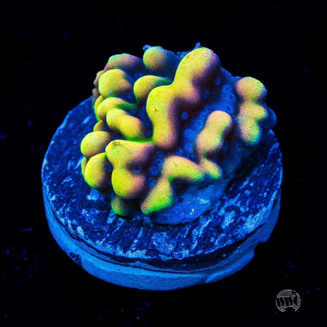 WWC Dark Portal Montipora