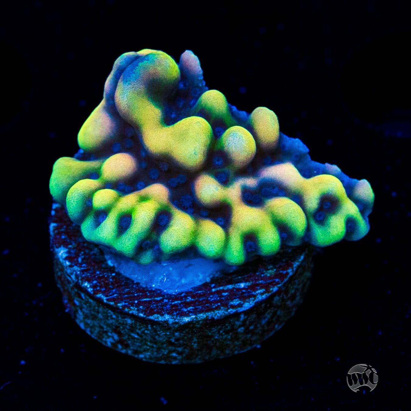 WWC Dark Portal Montipora